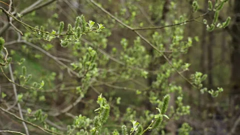 Close up of buds on trees in a forest. Version 3 Stock Footage 274483339