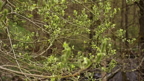Close up of buds on trees in a forest. Version 4 Stock Footage 274483460