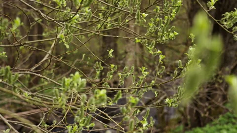 Close up of buds on trees in a forest. Version 5 Stock Footage 274483474