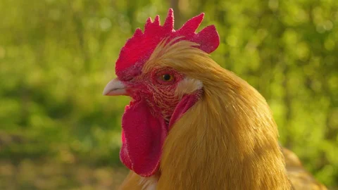 Close Up of Buff Orpington Cockerel Looking At Camera On Homestead Stock Footage 129501419