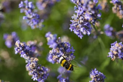 Close-up of a buff-tailed bumblebee on purple lavender Stock Photos
