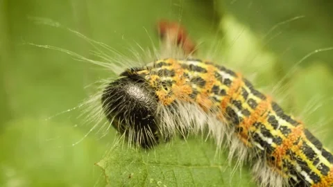 Close up of the buff-tip larva (Phalera bucephala) feeding on a leaf Stockbeeldmateriaal 333696026