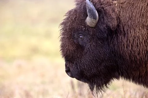 Close up buffalo bison Canada Stock Photos