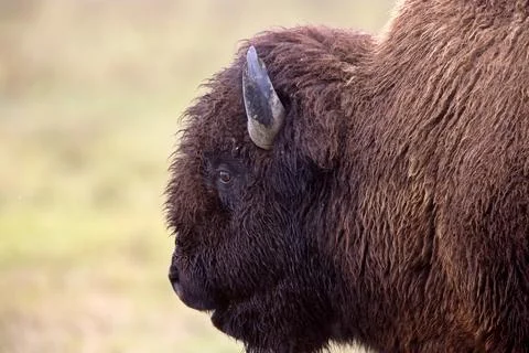 Close up buffalo bison Canada Stock Photos