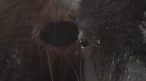 Close Up-Buffalo Eye Stock Footage 20566262