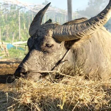 Close up of Buffalo face that pass a rope through the nose of the buffalo. Wa Stock-Fotos