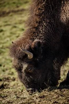 Close up of Buffalo Grazing Stock Photos