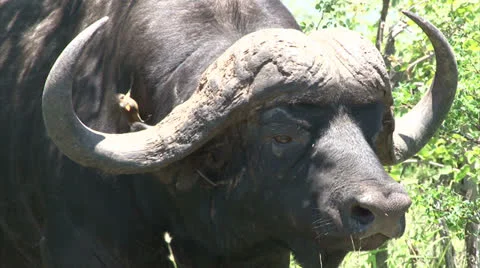 Close-up of buffalo head Stock Footage 26767352