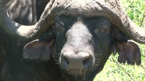 Close-up of buffalo head Stock Footage 26767467