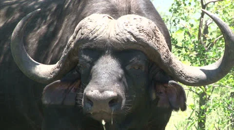 Close-up of buffalo head Stock Footage 26770970