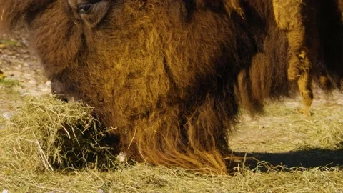 Close up of buffalo on a meadow Stock Footage 135919042