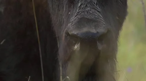 Close Up-Buffalo Nose Stock Footage 20566610