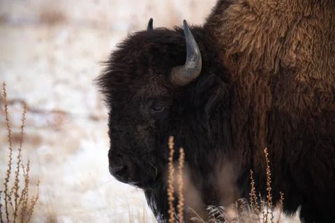 Up close buffalo 写真素材