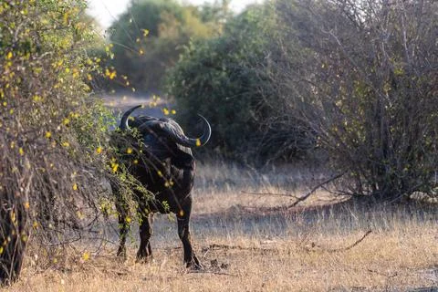 Close-up of a Buffalo Stock Photos