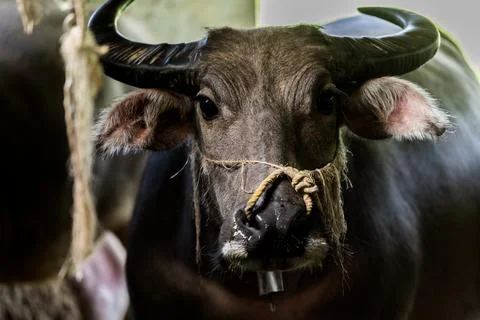 A close up of a buffalo Stock Photos