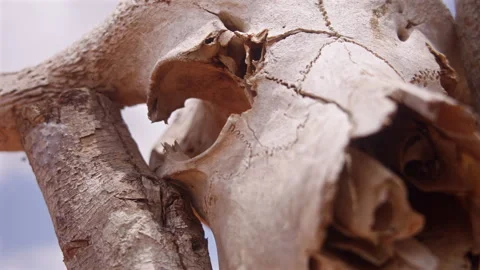 Close Up of Buffalo Skull Bone Texture Stock Footage 316977914