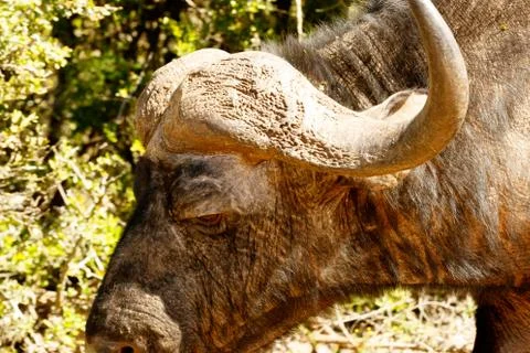 Close up of an buffalo standing Stock Photos