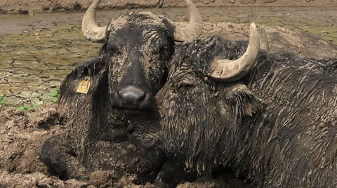 Close up of buffalos in captivity Stock Footage 40323036