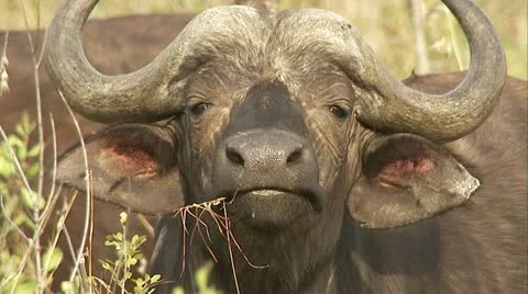 Close up of buffalo's face Vídeos de archivo 12378654