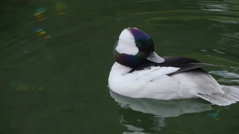 Close up of  Bufflehead duck Stock Footage 224470273