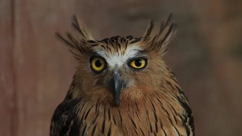 Close-up of a Buffy Fish Owl with yellow eyes Stock Footage 221166759