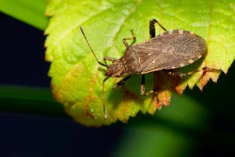 Close-up bug of Anoplocerus elevatus on leaf 写真素材