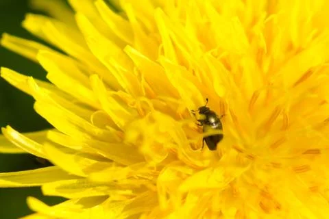 Close up of bug on blooming yellow dandelion flower (Taraxacum officinale).   Foto stock