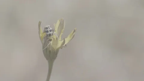 Close-Up of a Bug Crawling Around in Yellow Flower - Log 스톡 동영상 85457310