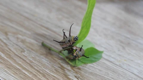 Close-up of a bug crawling on a green leaf. Stock Footage 290124811