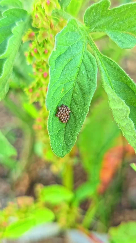 Close-Up of Bug Eggs on Leaf in the Wind Stock Footage 321798317