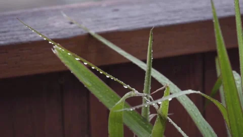 A close up of a bug Stock Footage 155584671