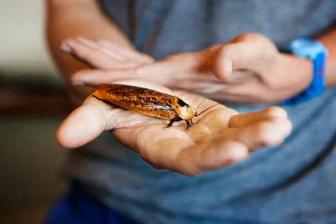 Close-up of bug on hand Foto stock