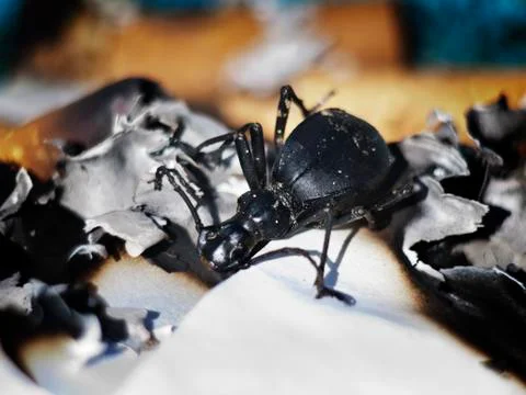 Close up of a bug inside a burning newspaper Stock Photos