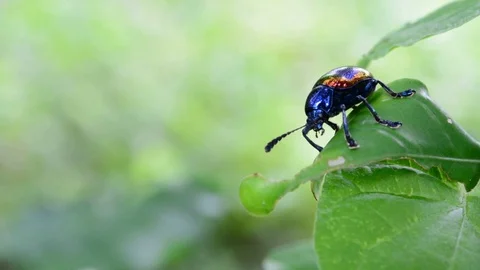 Close up bug on leaf. Stock-Footage 76358003