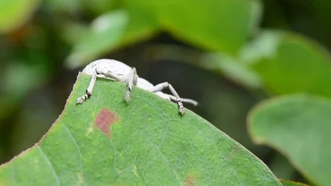 Close up bug on leaf. Stockbeeldmateriaal 76358082