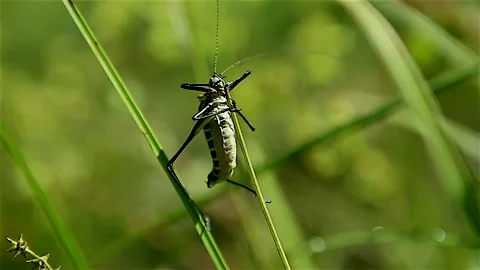 Close-up of a bug moving on the grass Stock Footage 150052984