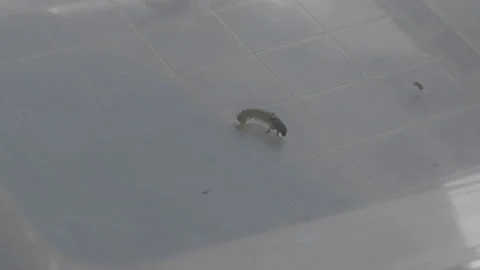 Close Up Of Bug In A Petri Dish Water Stock Footage 148572423