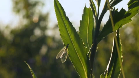 Close up of a bug with small transparent wings on the stem of the green plant Stock Footage 180106487