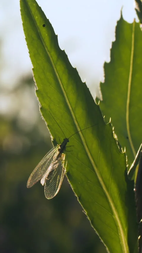 Close up of a bug with small transparent wings on the stem of the green plant Stock Footage 278387224