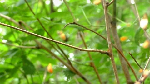 A close up of a bug. Spiderweb Video stock 129579534