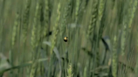 Close-up of bug on wheat grain Stock Footage 48769433