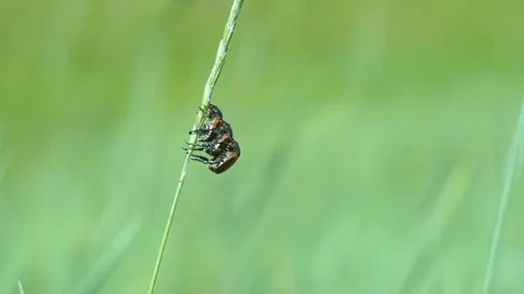 Close up of bugs climbing on green fresh grass. Teamwork and rise up concept Video stock 77506643
