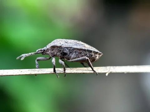 Close up of bugs in the leaves Photos