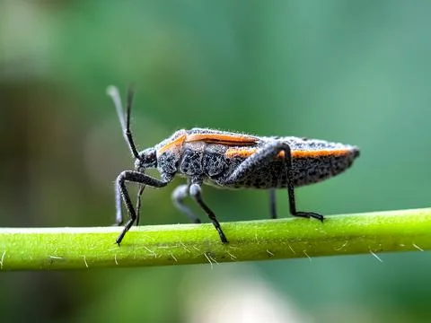 Close up of bugs perched on the leaves Fotos Stock