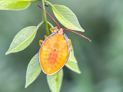 Close up of bugs perched on the leaves Stock Photos