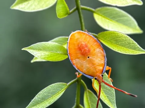 Close up of bugs perched on the leaves Fotos Stock