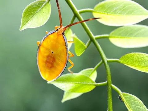 Close up of bugs perched on the leaves Фото