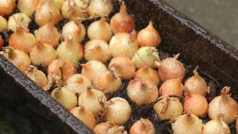 A close-up of bulbs dripping with water, planted in a container with soil. Видео 332067639