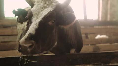 Close-up of a bull in a barn Stock Footage 100948640