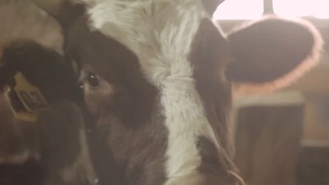 Close-up of a bull in a barn Stock-Footage 100949269